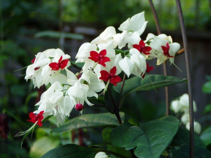 Mphmi Live Plant Nursery NCR Plants Bleeding Heart Vine Plant White - Creepers & Climbers Flowers Garden Live Plant Nursery Indoor Outdoor Living Plants (B0C3CMFVP2) Amazon Price History, Amazon Price Tracker