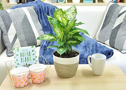 Costa Farms Dieffenbachia, Air Purifying Live Indoor Plant, Beautiful Easy To Grow Clean Air Houseplant, Fresh From Farm, In Boho Décor Planter, 12-14 Inches Tall #TOP3