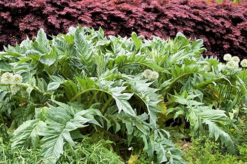 25 Cardoon Cynara Cardunculus aka Artichoke Thistle Perennial Edible Vegetable Seeds