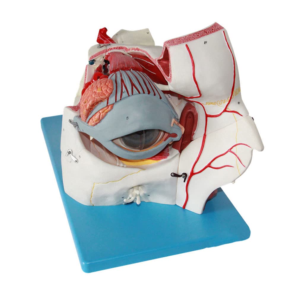 Buy Eye Model Human Anatomical, Eyeball Anatomy Model, Human Eyeball