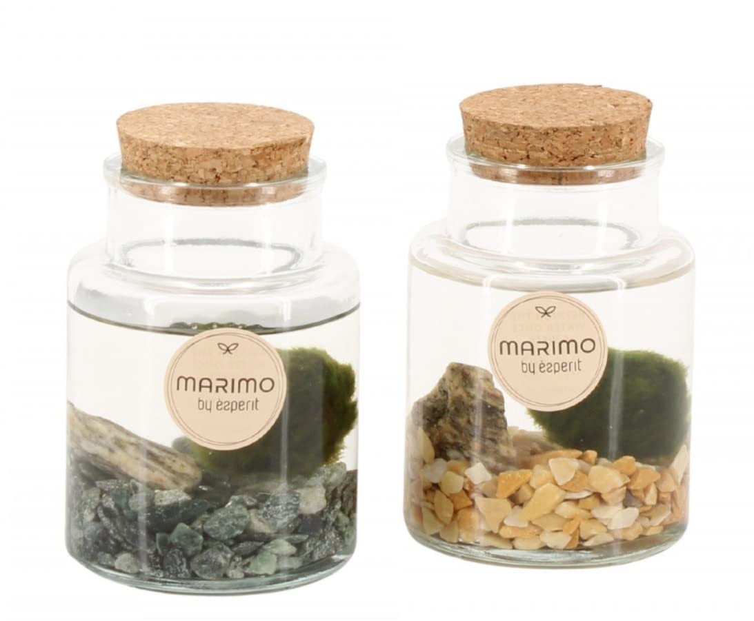 Marimo Moss Ball Terrarium Small Arrangementen Water Plant 15 cm Height