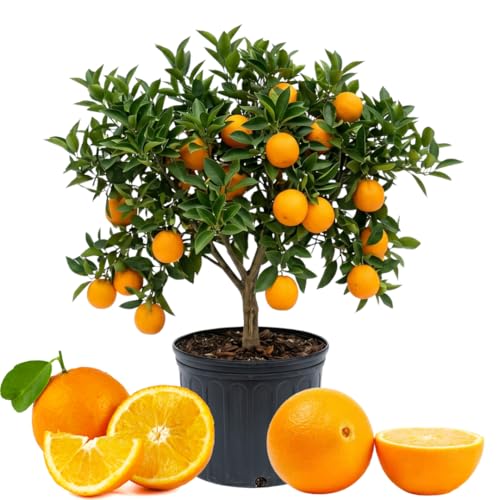 Navel Orange Trees Live Plant Sweet Orange Citrus Fruit Tree 1-2 Feet Tall in 1 Gallon Pot Ready for Outdoor Planting