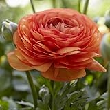 Van Zyverden Butter Cups Ranunculus Double Tangerine Set of 25 Bulbs