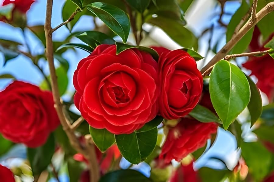 Oxiflora "Grafted Red Camellia Flower Plant Rare Varity Tree & PLant Evergreen Garden Plant(1 Healthy Live Plant) (B0CTCBDP6X) Amazon Price History, Amazon Price Tracker