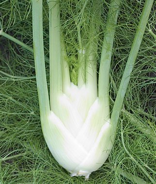 Creative Farmer Herb Seeds For Planting - Sweet Fennel Kitchen Garden Pack (B0753GLCP6) Amazon Price History, Amazon Price Tracker