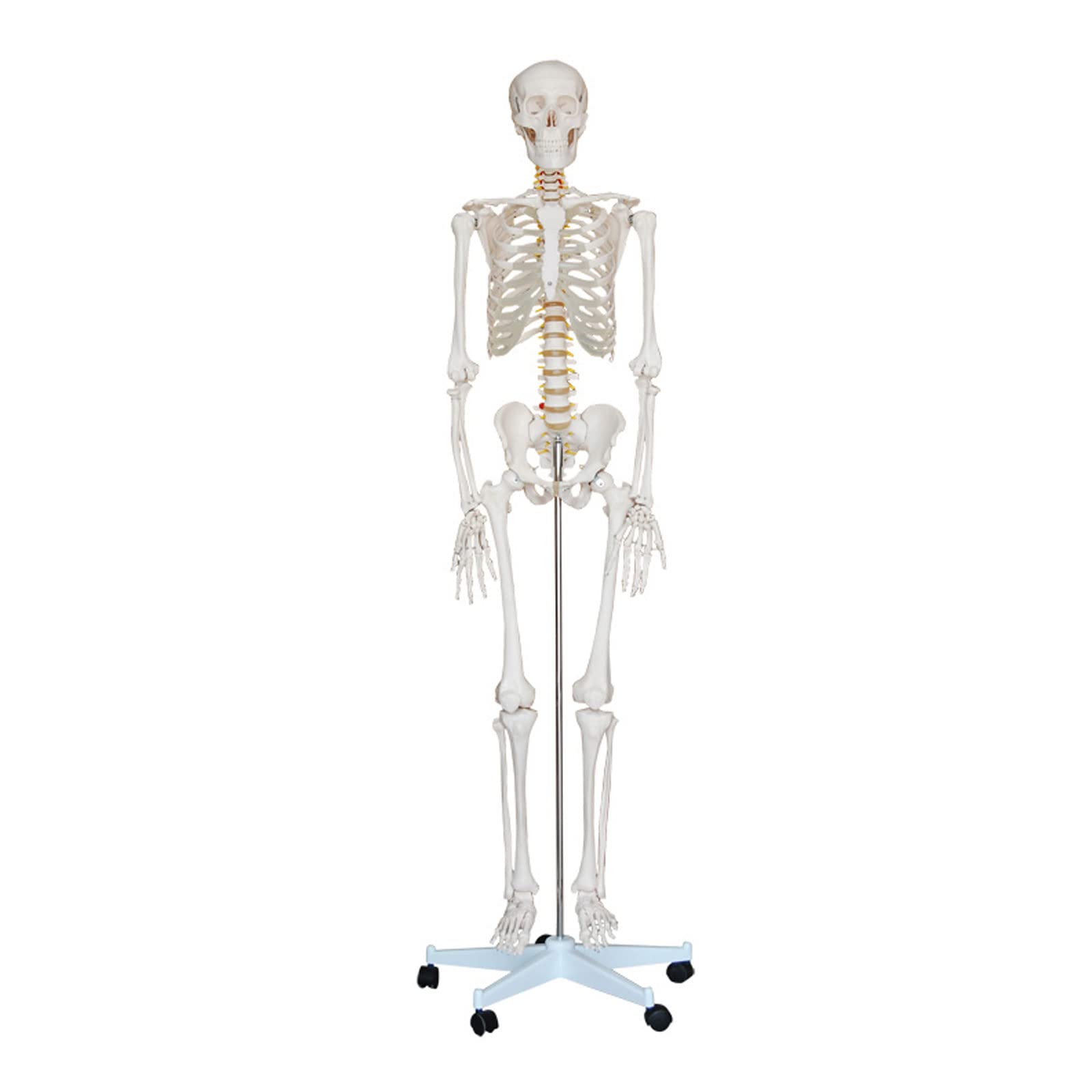 Buy LifeSize Human Skeleton Model Teaching Medical 180Cm Tall Human