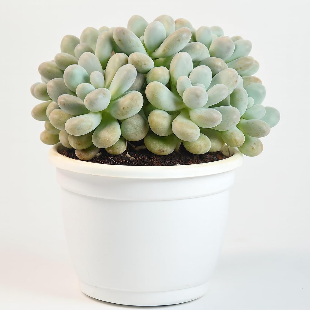Live Pachyphytum Oviferum Moon Stone Succulent Plant | Low Maintenance Indoor & Outdoor Decorative Succulent | Real Live Plant for Home, Office & Gifting