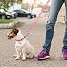 2 Sets Welpenhalsband mit Leine Set für Katzenstreu, Welpen Halsbänder, Katzenleine und Halsband-Set mit Glöckchen, Halsbänder für kleine Hunde, Kein Geschirr, Kätzchenleinen, Katzenhalsbänder