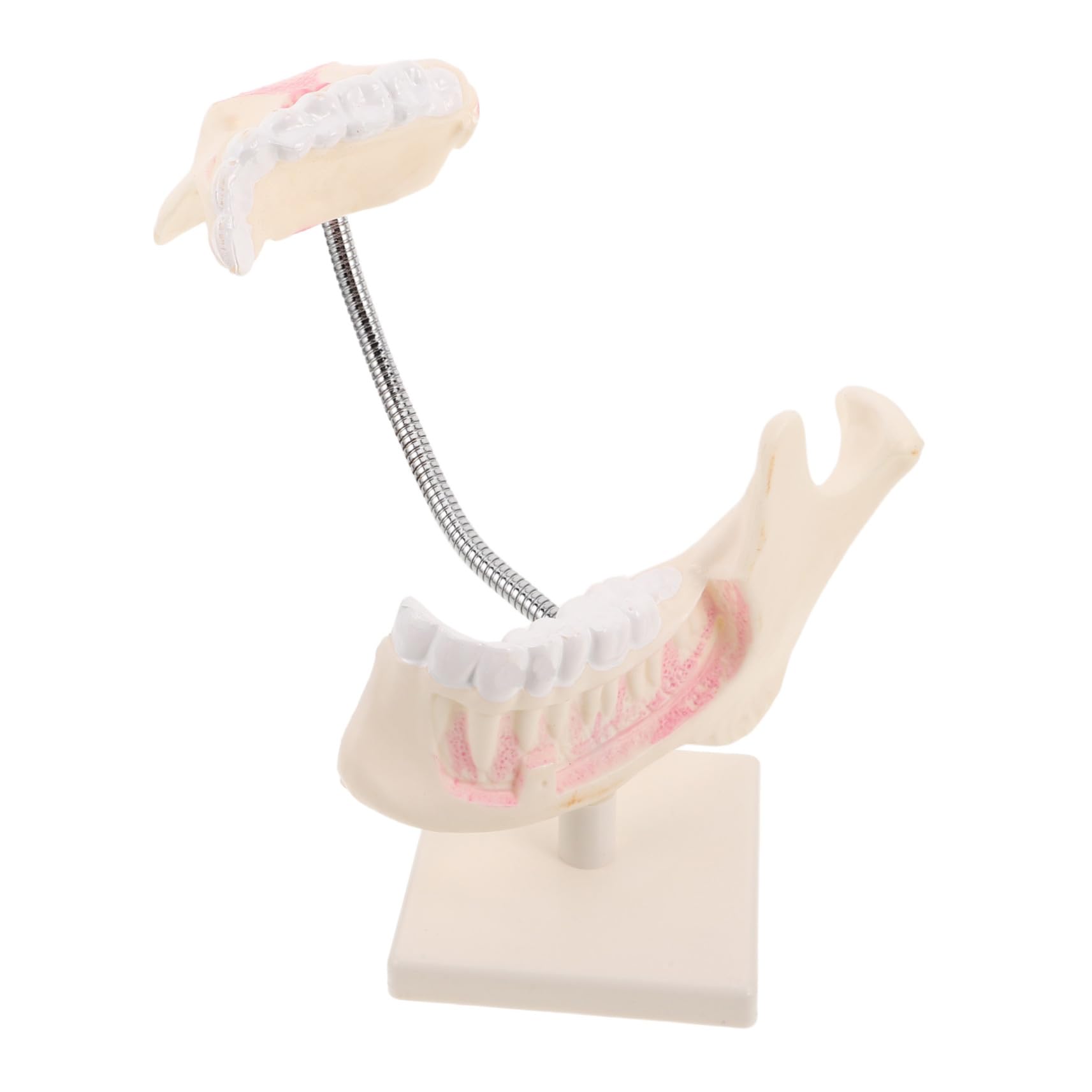 Mobestech Modello in Plastica per Pratica Odontoiatrica Strumento Dimostrativo per Insegnamento e Studio Rappresentazione Anatomica Accurata per Studenti e Tecnici
