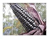 Seeds & Plants Shop by Ipsa