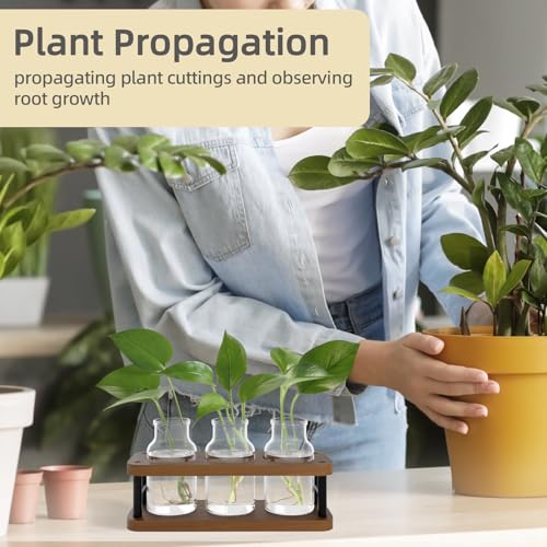 Vases de propagation en verre pour sauver vos boutures sans risque de pourriture