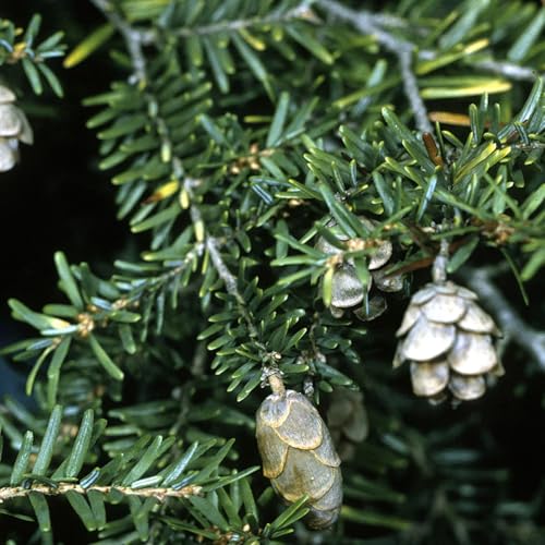 Aceite Esencial Premium Orgánico Hemlock 5ml miniatura 2