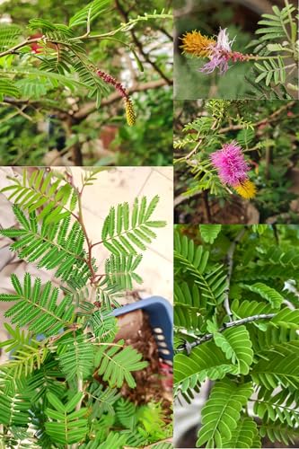 Image of Zxxyanbi Rare Live Indian Good Luck Shami (Prosopis cineraria) Flowers Plant (Height-1-2 Feet) Shami Original Hybrid Variety Lucky Plant For Home Garden Outdoor /Indoor Live Tree | Easy Care |