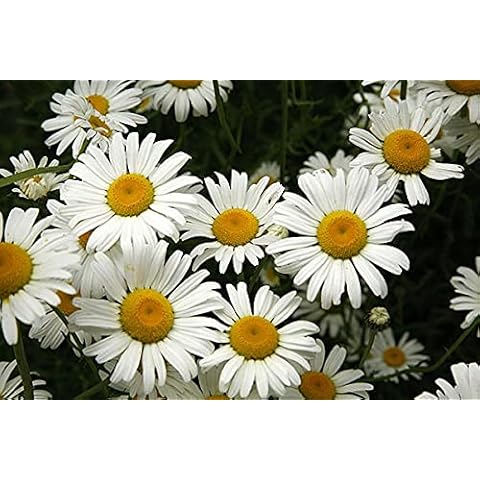 6 Plug Plants of Oxeye Daisy Cover