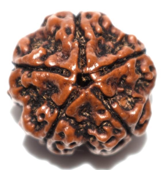 5 मुखी रुद्राक्ष Panch Mukhi Rudraksha Original Certified A1 Quality 5 Mukhi Nepali Rudraksha Five Face Rudraksh with Pure Silver Capping Premium Ruthratcham for Wearing Purpose