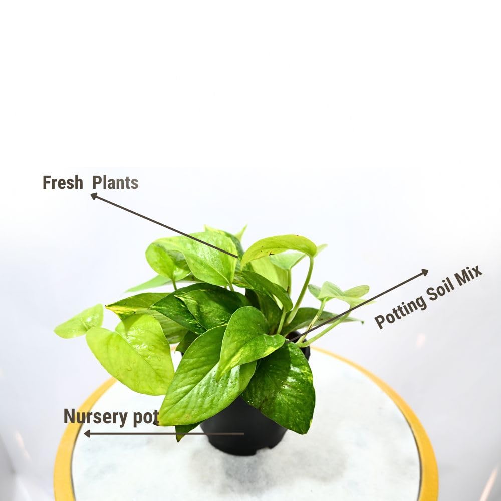 Nayra Money Plant - Green Indoor Plant with Pot -4 Nayra Money Plant - Green Indoor Plant with Pot -4