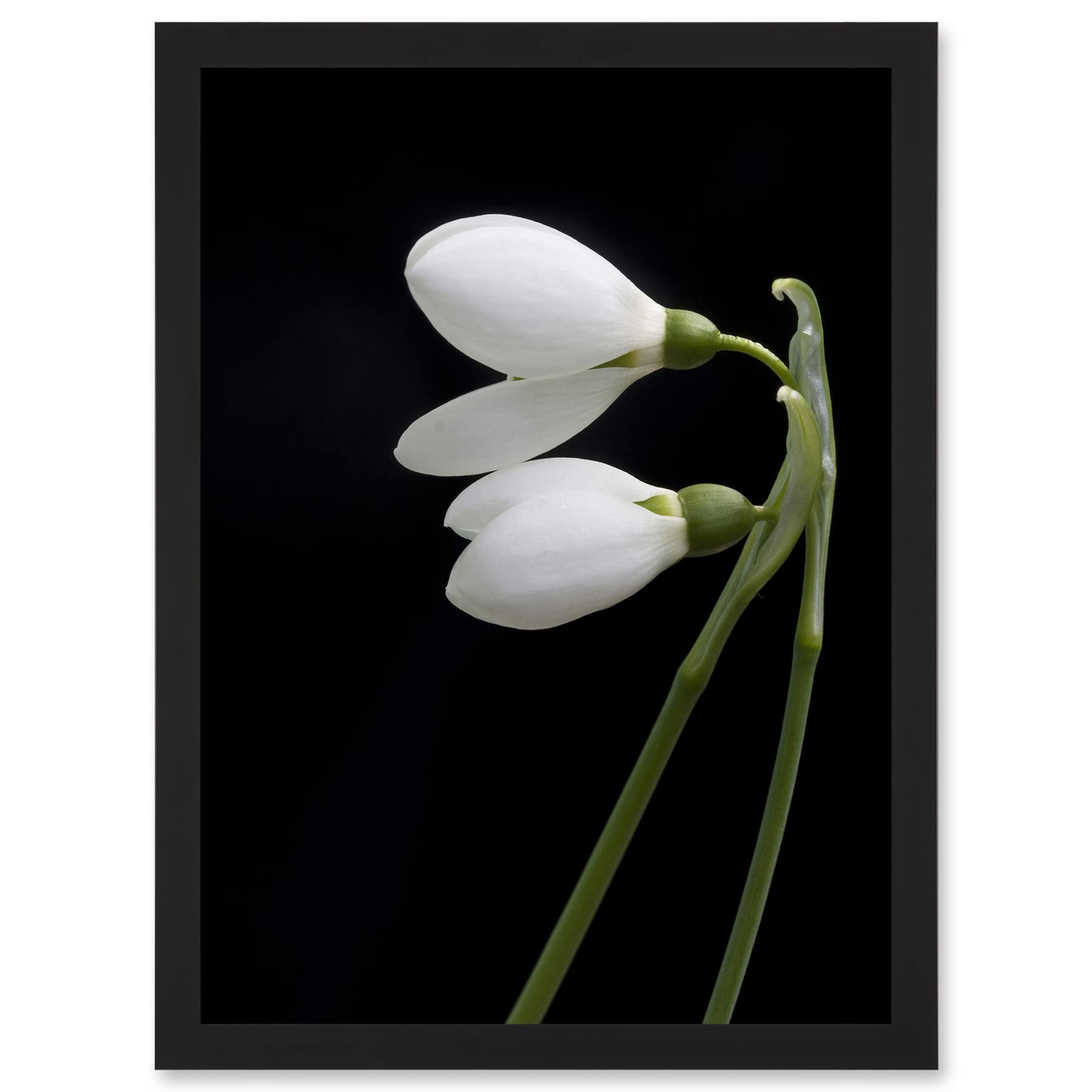 Artery8 Snowdrops Spring Flowers Bloom White Black A4 Artwork Framed Wall Art Print