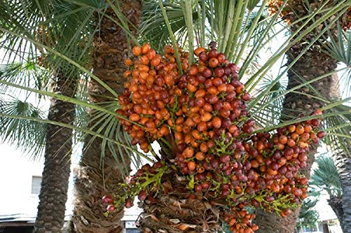 10 Medjool Date Palm Seeds, Pits, Phoenix dactylifera Large Fruit Mejhool Dates