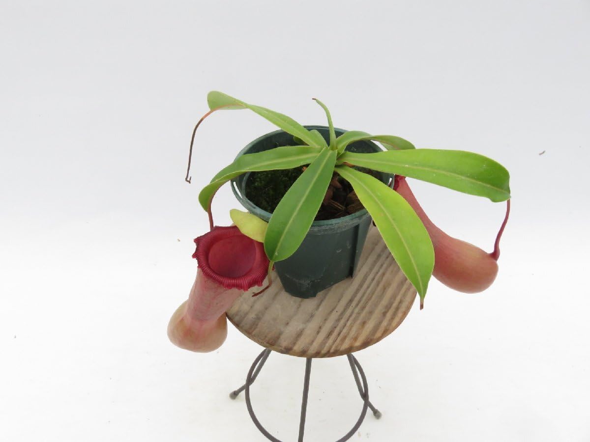 Amazon.co.jp: N.ventricosa Quezon,Luzon 201902 YFK2 3号現品