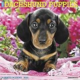 Just Dachshund Puppies 2020 Wall Calendar (Dog Breed Calendar)