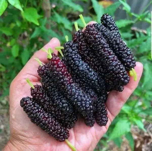 Mulberry " Pakistan Long Mulberry" Hybrid Healthy Plant (B0D8YCL42C) Amazon Price History, Amazon Price Tracker