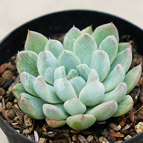 Amazon.co.jp: ピンクネーション 7.5cmポット 多肉植物 エケベリア