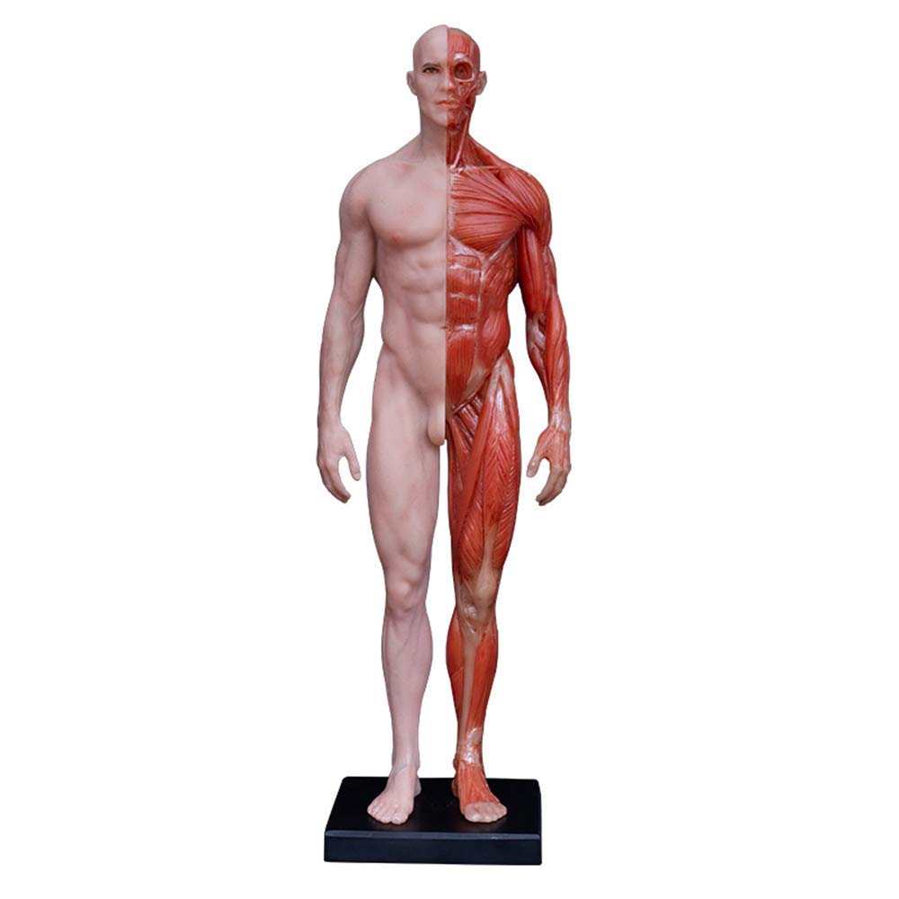 人体模型 約180cm 詳細な筋肉構造 Amazon.co.jp: 人体模型技術-11インチ（30センチ）人体解剖図