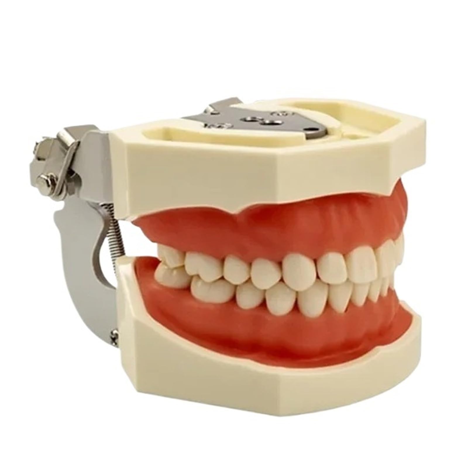 YNIYUJKL Dental Typodont Teeth Model,Detachable Teeth Dental Instruments Teaching Model,For Dental Hygiene Students,Suitable For Teaching,Practice And Study,size_name-32Teeth