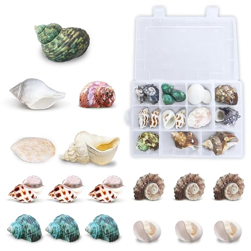 JOR Hermit Crab Shells, A Must for New Starter Habitats, Shelter for Crustaceans, Terrarium Decoration, Growth Turbo Seashells in Various Shapes and Sizes.