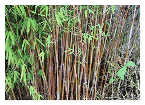 1 x Fargesia jiuzhaigou 'Geneva' 100 – 120 cm XXL Pot (Bamboo) C5