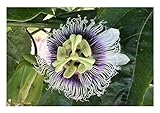 Seeds & Plants Shop by Ipsa