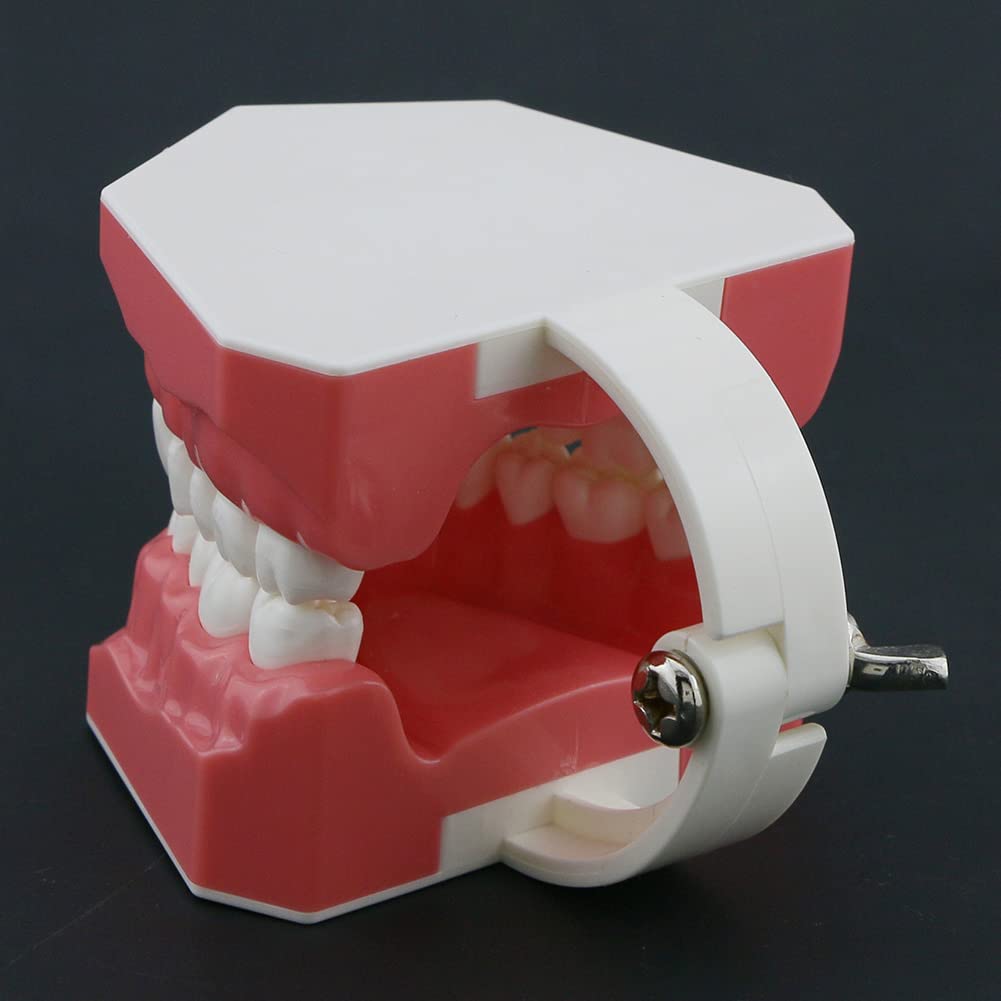 Dentysta, Model Dentystyczny, Model Dentystyczny, Demonstracyjny Model Zęba Do Nauki, 28 Zębów, Model Zębów Do Nauki, Demonstracyjny Model Zębów