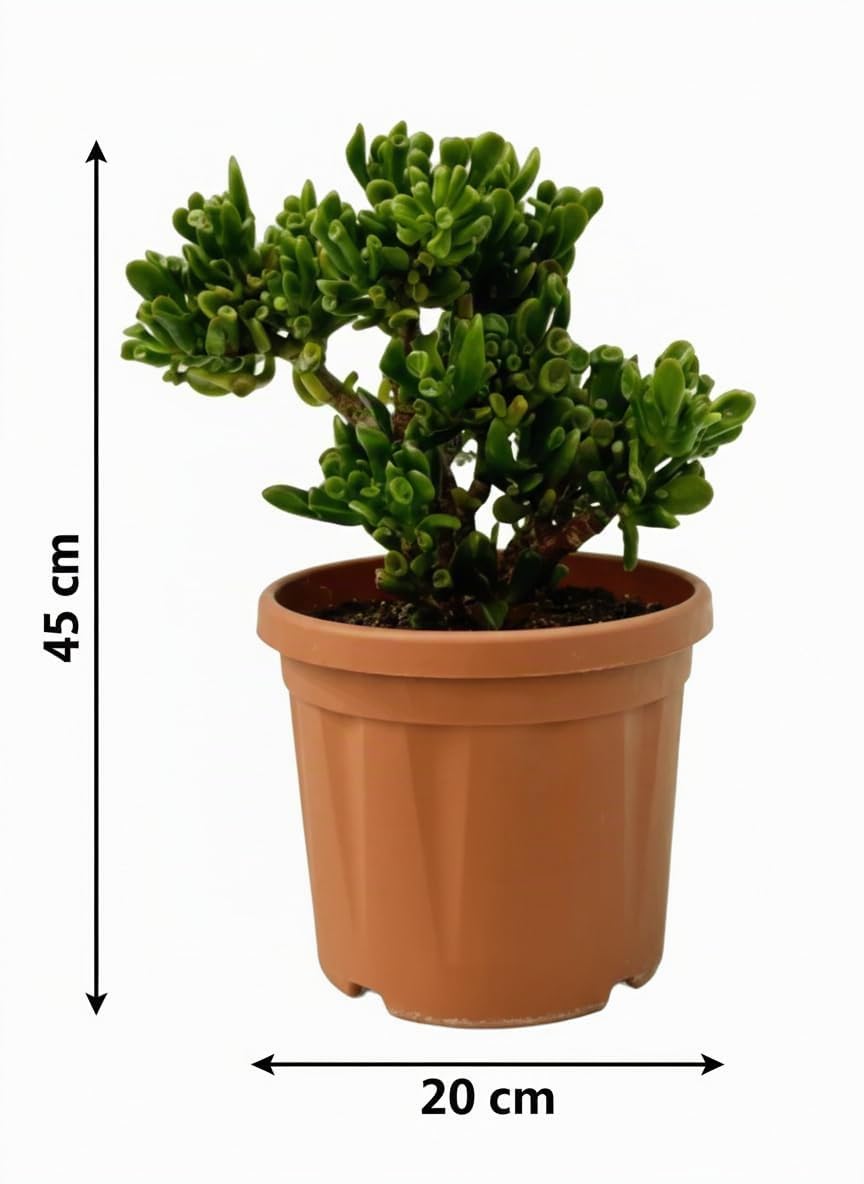 Vandas Crassula Hobbit – Pianta Grassa Succulenta Perenne | Vaso Diametro 20 cm, Altezza 45 cm | Foglie Tubolari con Sfumature Rossastre e Fiori Bianchi | Made in Italy