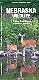 Nebraska Wildlife (Nature Observation North America)