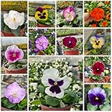 350 piezas semillas de pensamiento perenne comprar semillas de flores planta balcón (Viola tricolor) Regalo de jardín de semillas de flores amigable con las abejas flores semillas