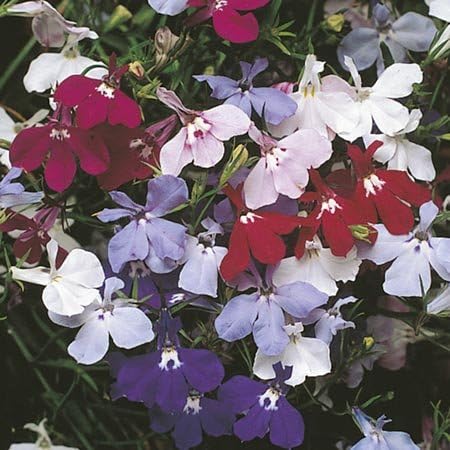 Miniatura 5 de Fuente Lobelia - Mezcla de flores de jardín bonitas por Seed Kingdom Bulk 20,000 semillas