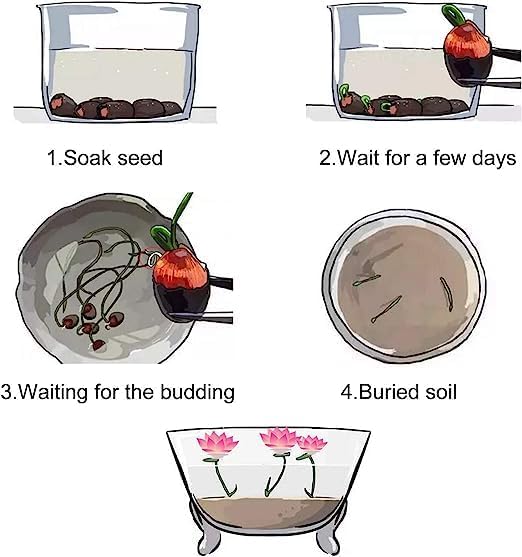 Miniatura 6 de 10 semillas de loto bonsái para plantar, colores mezclados, semillas de flores de lirio de agua