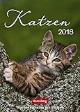 Katzenglück Wochenkalender 2023. Jede Woche eine süße Katze in dem kleinen Fotokalender. Passende Zitate und niedliche Fotos machen diesen Kalender im Mini-Format zum echten Blickfang!: mit Zitaten