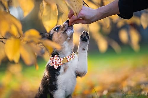 Miniatura 9 de Lionet Paws Collar de perro de Halloween con corbatín  Lindo collar de algodón ajustable con lazo de otoño con hebilla de metal para perro pequeño,