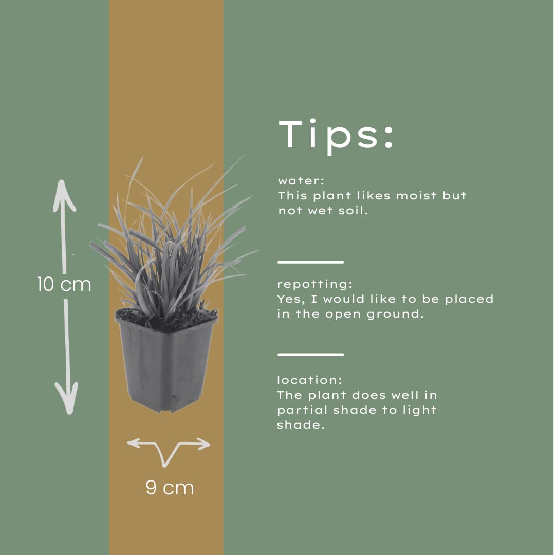 Carex morrowii | 48 sztuk - 10-25cm - Ø9cm - Roślina ogrodowa