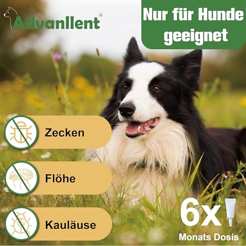 Advanllent Zeckenschutz für Hunde 6 Pipetten, Spot On Hund, Zeckenmittel für Mittlerer Hunde 10 bis 20 kg, Hunde flohmittel entwurmungsmittel für Hunde, gegen Flöhe & Zecken