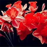 Narcisi Grandi piante perenni stohe/Vegetazione stoa i 、Popolare tra gli appassionati di giardinaggio、Adatto per la visualizzazione di piante in vaso 、Abbellimento d'intern-15 bulbi,C:Seeds