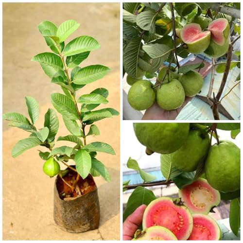 Image of Grafted Thai Pink Guava Plant, Pack Of 1 Helthy Plant, Plantsaplings Hight 1.5-2 Feet, packing Quality High Secure,CF SG49