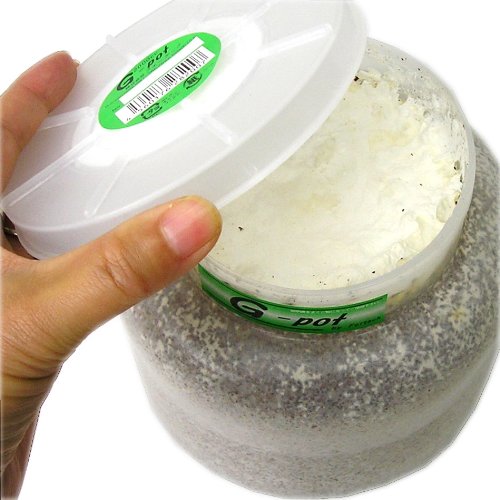 Amazon | 冷蔵☆菌糸ビン G－pot スタウト 2000cc 1本 別途
