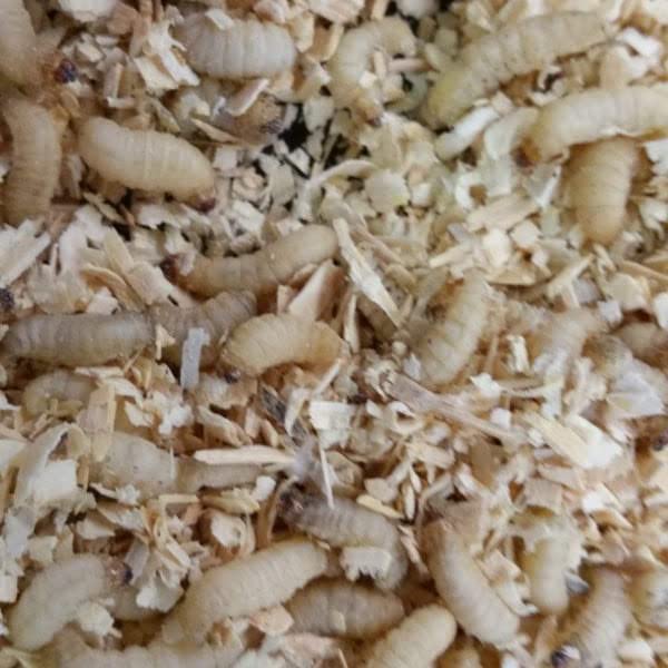 Best Bait Live Waxworms for Reptiles, Birds, and Fishing Bait. High-Protein, Calcium-Rich Larvae Ideal for Bearded Dragons, Geckos, Chickens, and Trout. 100 Count.