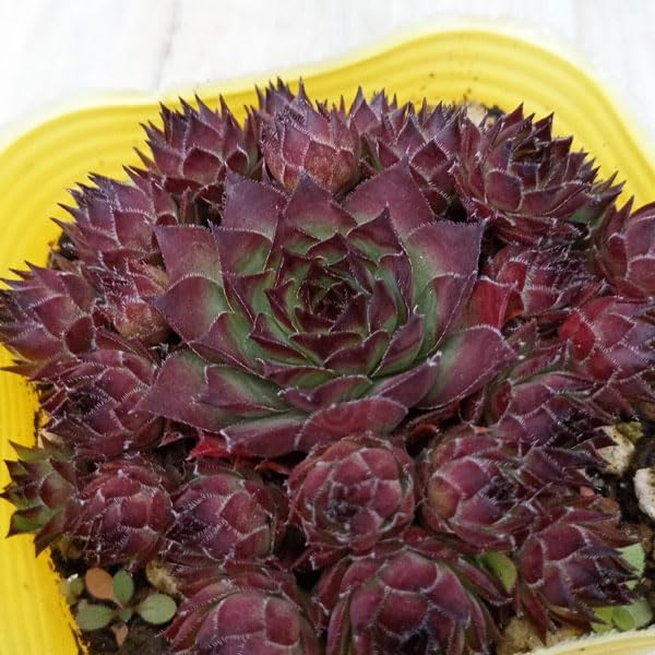 Amazon｜[多肉植物]センペルビウム：パイナップルパラダイス 3号ポット