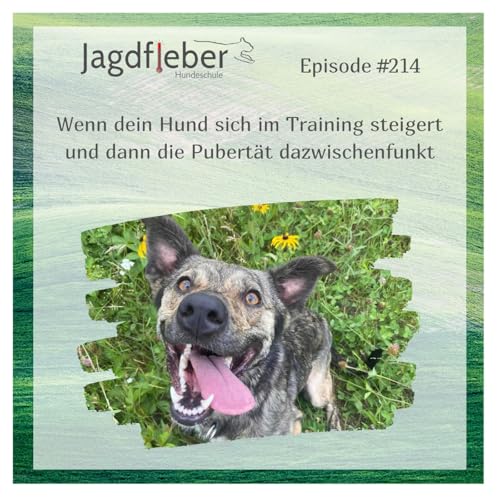 P214: Wenn dein Hund sich im Training steigert und dann die Pubert&auml;t dazwischenfunkt