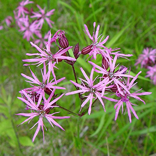 【宿根草】 リクニス フロスククリ 2株セット 【イングリッシュガーデン】のサムネイル