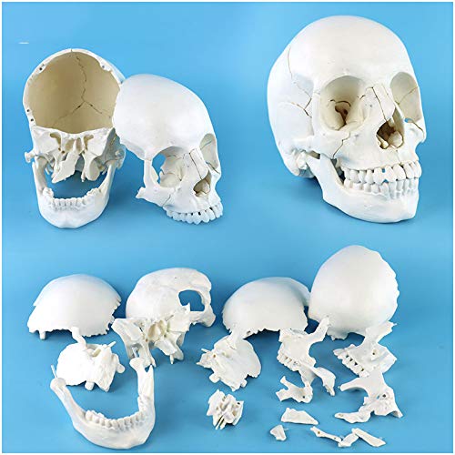 Sjdopulse A Detachable Skull Model - Model Of Skull Bones Model For Teaching Model - Removable Nd Installable Human Skull Model - For Study Display Teaching (A)