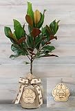 Southern Magnolia Pet Sympathy Gift Tree by The Magnolia Company - Get Beautiful and Fragrant Flower